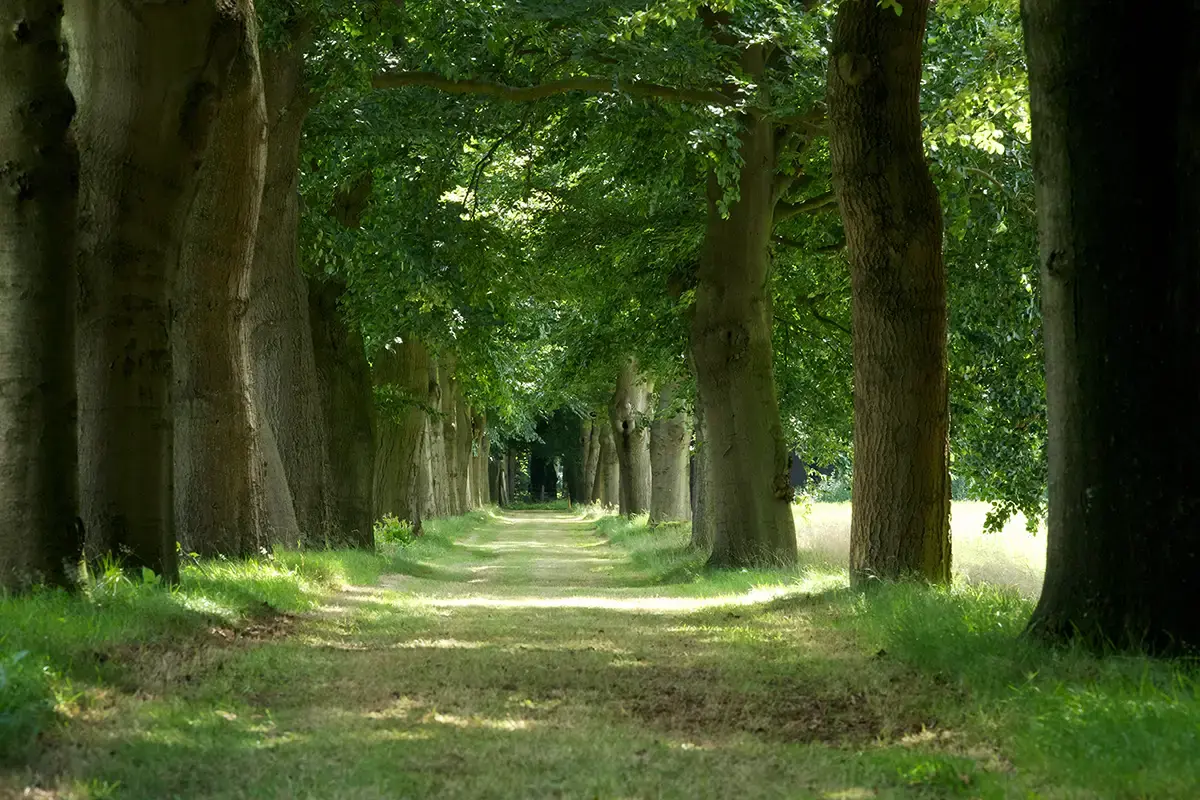 Natuur begraafplaats bos